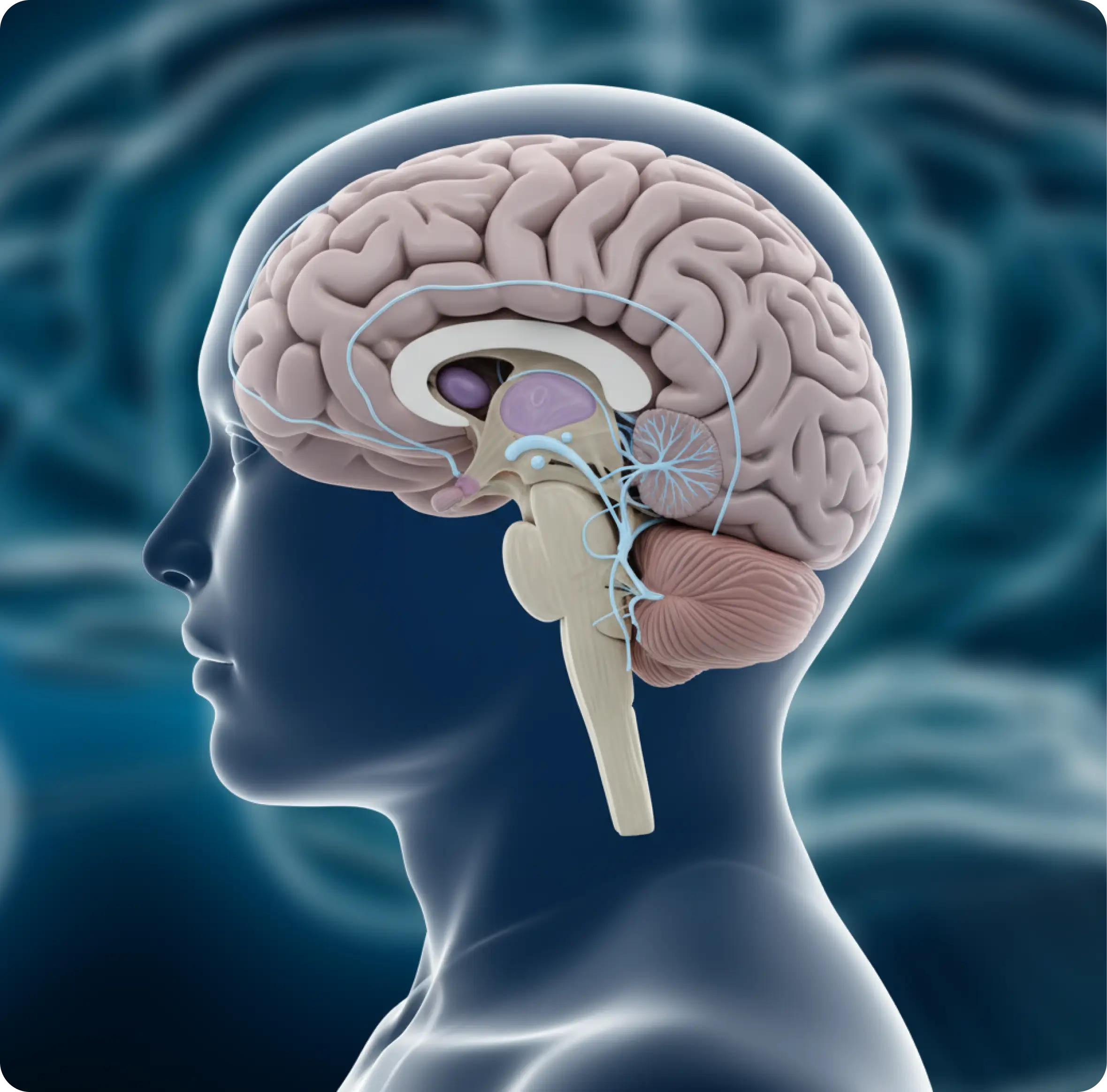 Anatomical illustration of a human head with brain and nervous system highlighted on a blue background.