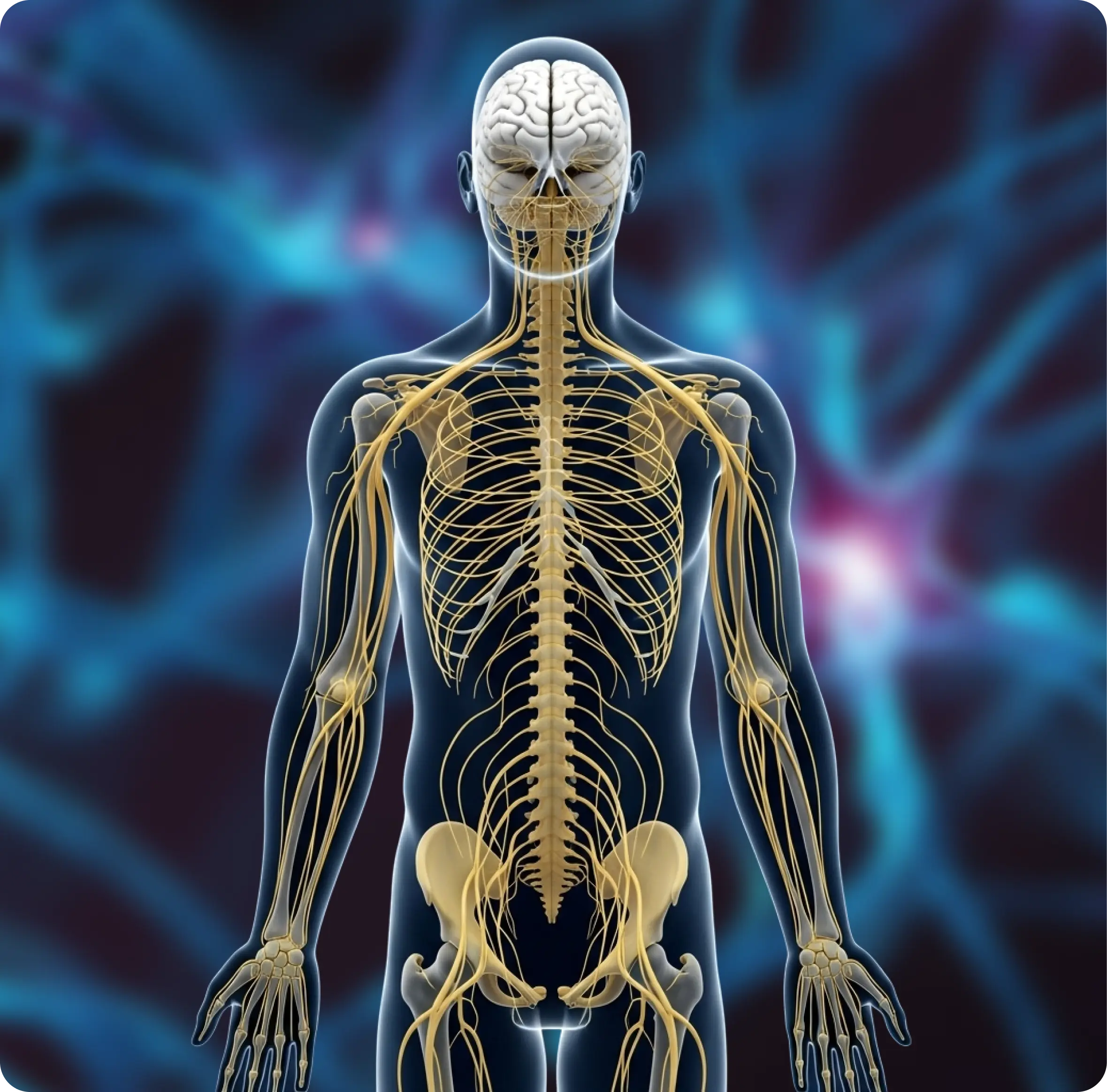 Anatomical illustration of a human nervous system with a blue background