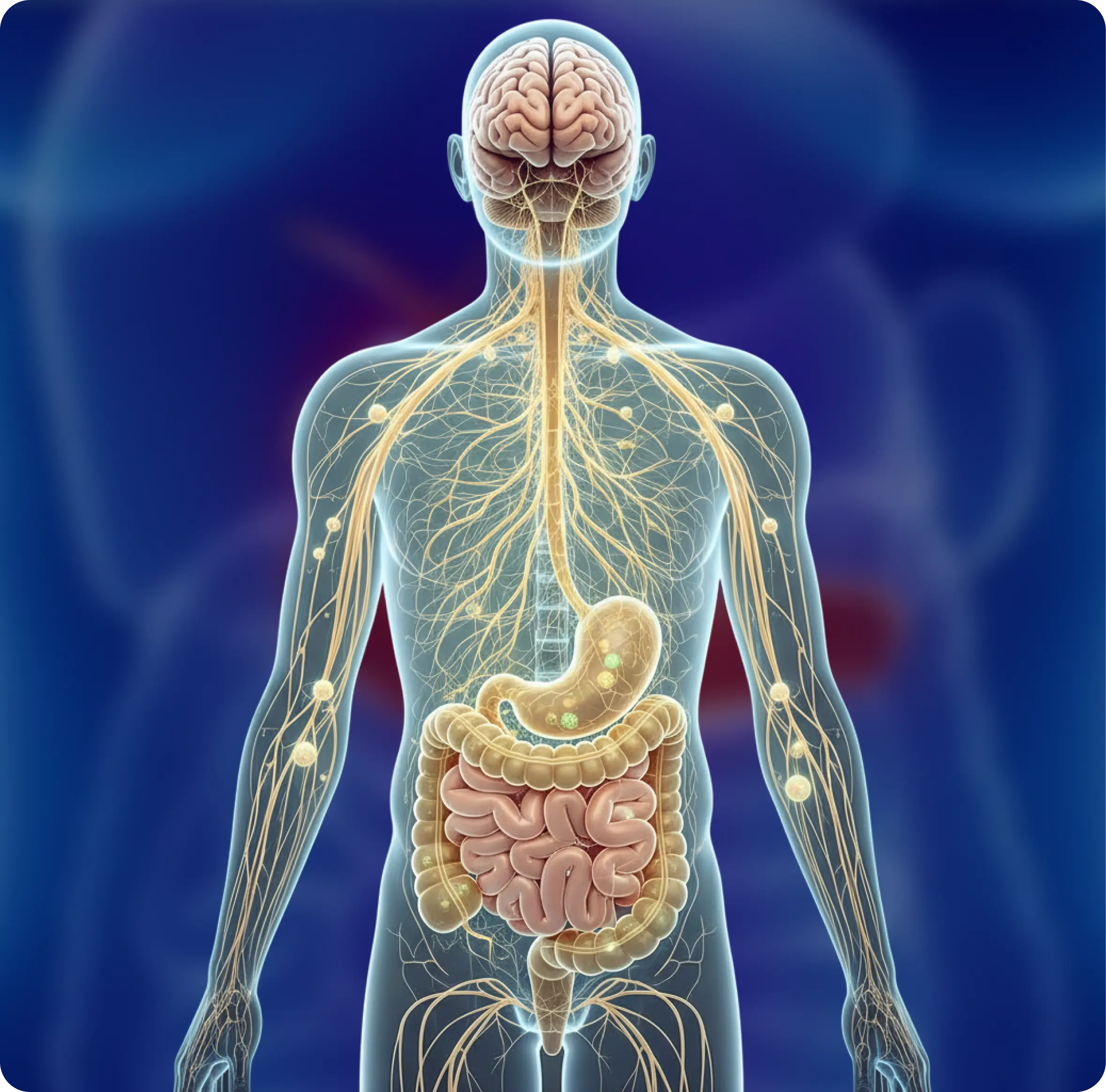 Anatomical illustration of a human body with highlighted nervous system and digestive system on a blue background.