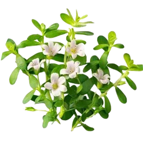 Bacopa Monnieri
