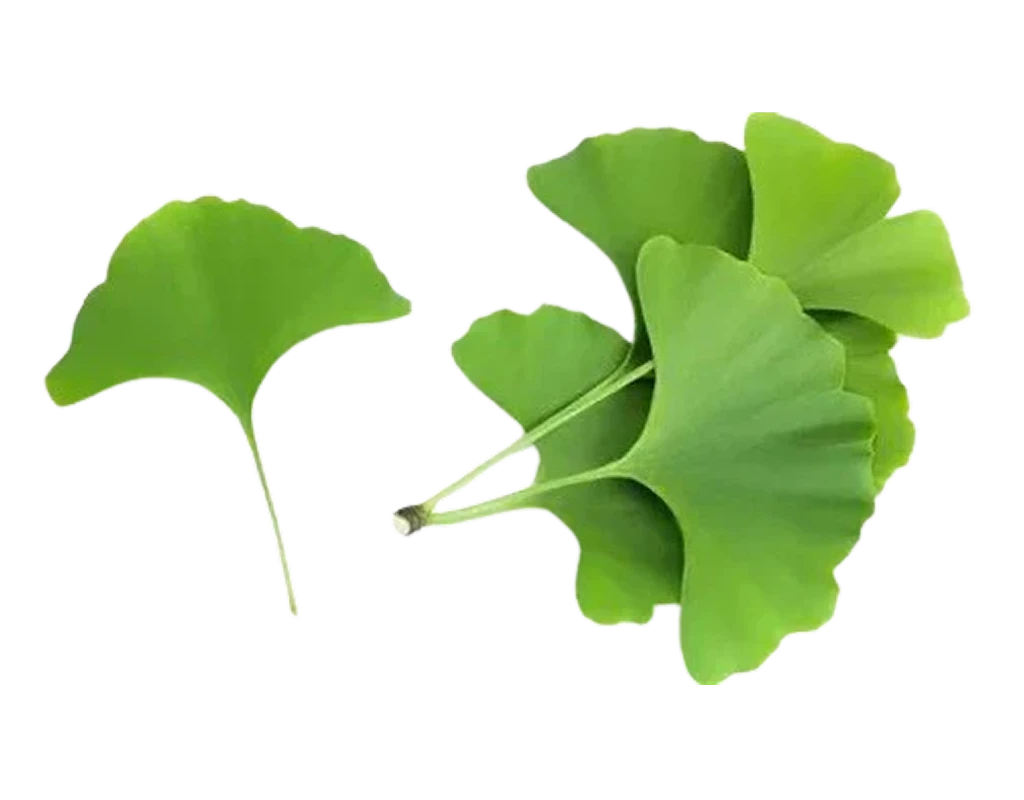 Ginkgo Biloba