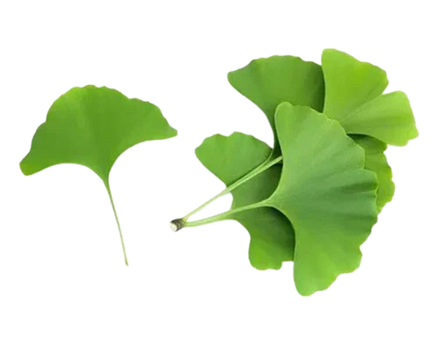 Ginkgo Biloba