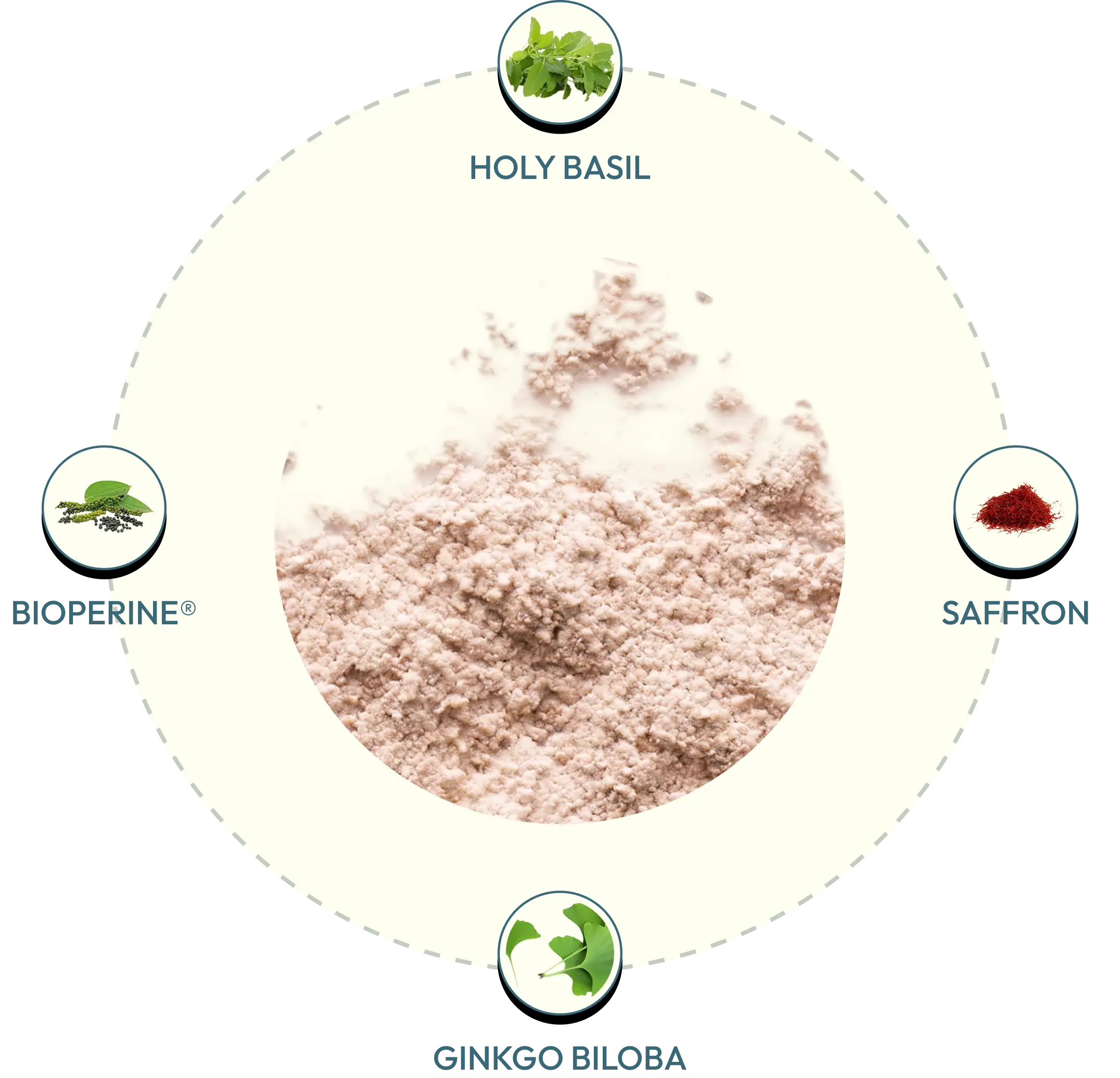 Circular diagram showing ingredients with labels for Holy Basil, Bioperine, Saffron, and Ginkgo Biloba on a white background.